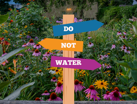 Garden with sign labeled: Do not water